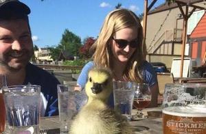 The Uncle Raised Goose Chicks, Believing He Was Free, But It Abandoned Its Babies After Having Kids