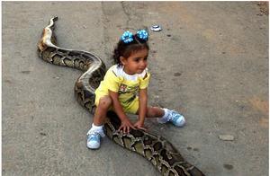 Such a Big Heart to Raise a Python to Protect Children: Will Pythons Really Not Attack Their Owners?