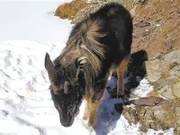 Four-Like Animals and Snow Leopard Images Captured in Qinghai National Park