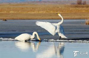 Adorable Spring Day: Habahai County White Swan Wetland Play