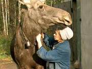 The Most Boisterous Animal in Canada: A Moose Towering Like a Building, Even Brown Bears Can't Handle It