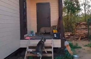 Lion Visits Lynx's Home with American Lion Scared to Escape: Too Scary, They Want to Go Home