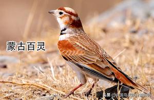 Collection of Chinese Nightingale Species (17 Species for Appreciation and Identification)