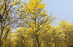 The Golden Yellow Forsythia Wind Sorrel Blooms in Leshan, Like a Golden Fairytale World