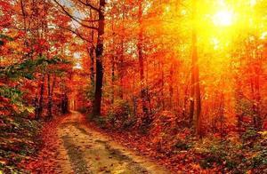 Dreamy Poetry – "Lost in the Mist"