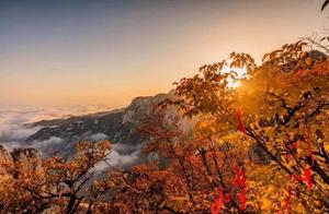 Mount Hua is Actually Lotus Mountain, Layers of Red Leaves Concealing Everywhere, All Forests Dyed with Autumn