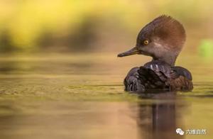 A Wild Mallard Duck Goes on a Frenzied Crab Hunt, Daring Small Crabs to Show Off in Front of It