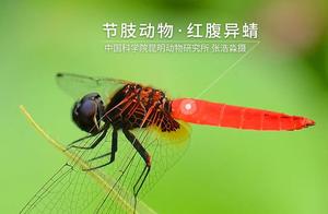 Encyclopedia of Biodiversity: Red-Bellied Dragonfly – The Flying Pilot with a ‘Red Tummy’
