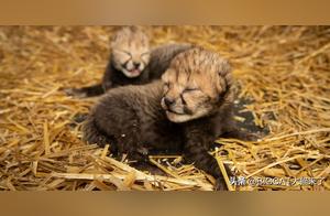 Very Healthy! The First Time: Two Born via IVF Cheetahs Take Their First Outdoor Adventure