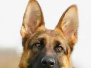 This German Shepherd is Basically Abandoned – Don’t Make These Mistakes!