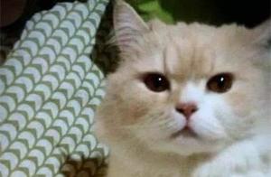 Getting My Cat Shaved Revealed a Big Secret; Netizens: Hiding is Deep Enough