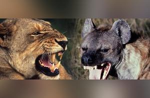 On the African Continent, Is It the Lion or the Hyena That's Afraid?