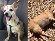Dog Becomes Obese Due to Eating Trash, Health Improved After Controlling Food Intake