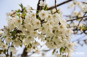 This Is the Development Zone | A One-Minute Aerial Shot to Experience the Blooming Spring in the Development Zone