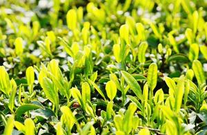 Wan Zhou: Spring Brings Busy Tea Picking in the Mountains