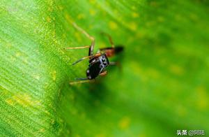 This spider looks very similar to an ant; it's rare in Hangzhou, have you ever encountered it?