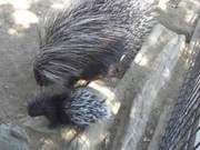 Named After a Member of Popular Group ‘Ran’! Japanese Hedgehog Cub Captivates the Public