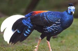 The 5 Most Beautiful Types of Pheasant: The Second One Enters the Guinness World Record, and the Fifth One is More Beautiful Than a Peacock