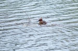 Extremely Rare! Endangered Species #White-eyed Dabbler Spotted in Shanglu Danyang River