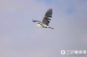 Jilin Province Momaoge Wetlands Protection Area: Large Numbers of Grade II National Protected Animals, Gray Herons, Return