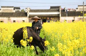 Embrace Spring: Ten Thousand Acres of Canola Flowers Bloom in Yang, Liwan