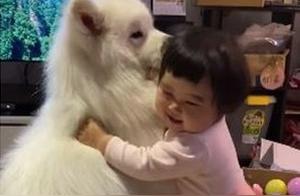 Little Cute Girl Holding Her Samoyed, Trying to Put Collar on It, But Ultimately Failed