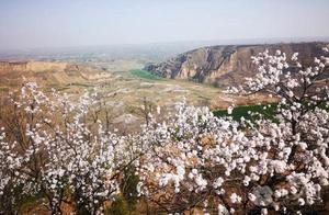 A Gentle Breeze Scenting Spring Fragrance | Lintong Apricot Blossom Rain – Granting You a ‘Huaqing Dream’