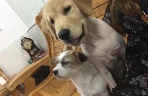 This Dog Has a Story: Hospitalized 4 Times, Spent Over 30,000, Raising Dogs is Not Easy
