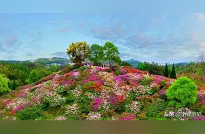 Spring Azaleas in Quanzhou: A Stunning Display of Vibrant Colors that Captures the Heart