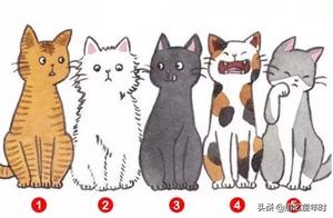 5 Cats Choose 1, Test Your Impression in Others' Eyes - It's Explosive!