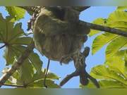 Baby Sloth Falls from Tree During Birth in Costa Rica, Saved by Umbilical Cord