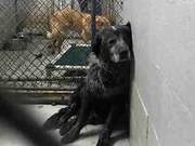 A Stray Dog Cannot Be Feared; What's Scary Is That No One Takes Them In. Would You Take in a Stray Dog?