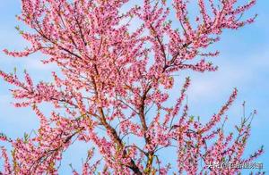 Quzhou, Zhejiang: Cherry Blossoms in Full Bloom, Splendorful Garden