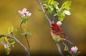 Psychological Test: Which Bird Do You Find Most Beautiful? Find Out Your IQ Level