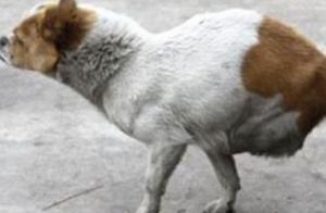 Man Discovers a 'Kangaroo' by the Road, Feels Compassion