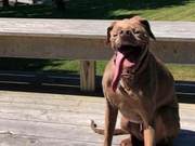 Dog Contracted Canine Distemper, Became Horribly Disfigured, Saved by Kind Person and Became an American Star
