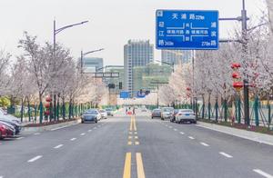 Too Beautiful! Cherry Blossom Avenue in Jiangbei New District Blooms!