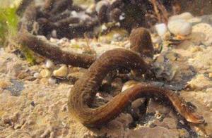 The World's Longest Living Organisms – Hunting Methods You Won't Believe