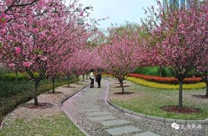 Is it yes or no? The Lilac Flowers in Shanghai are in Full Bloom!