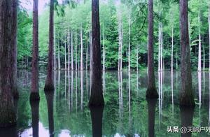Forgotten Forest of Henan: A 27-km Drive from the City Center, Perfect for a May Day Road Trip