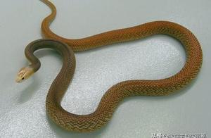 The World's Most Shy Venomous Snake: The 'Devil Snake'