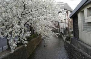 Stream Willow, Pear Blossoms, and Swallows