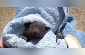 Injured Bat Rescued by Kindhearted People, Its Eating Manner is Simply Too Cute