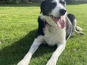 Britain's Loneliest Dog: Shelter Dog Spent 10 Years Unwanted