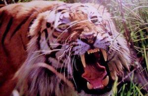 The Unyielding Tiger, Fearless of All 'Kings' – Chigil: An Immortal Legend