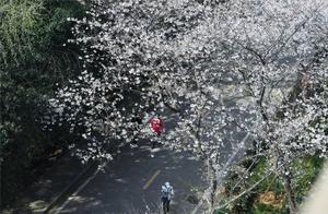How beautiful are the cherry blossoms blooming in Wuhan during the epidemic?