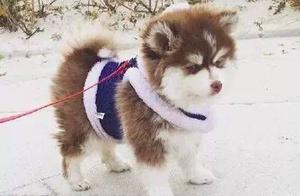 Husky and Pomeranian Gave Birth to Puppies – The Looks… Simply Perfect Genetic Inheritance of Two Dogs' Advantages