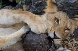 A Pangolin Captured by a Lion; The Lion Discovered the Pangolin Was Not Simple