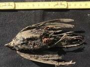 Mud Deposits Gradually Settling! Scientists Discover 46,000-Year-Old Blackbird