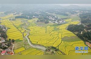 Changsha, Hunan: Mustard Flowers Fill the Garden with Spring